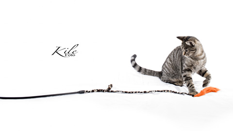 Kile Foto Studio highkey dyr katt 2