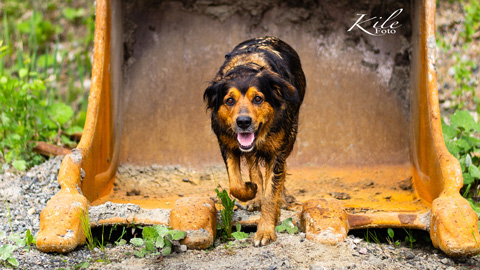 Kile Foto onLocation dyr hund gravemaskinskuffe