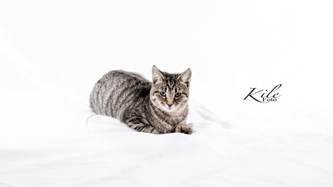 Kile Foto Studio highkey dyr katt 3